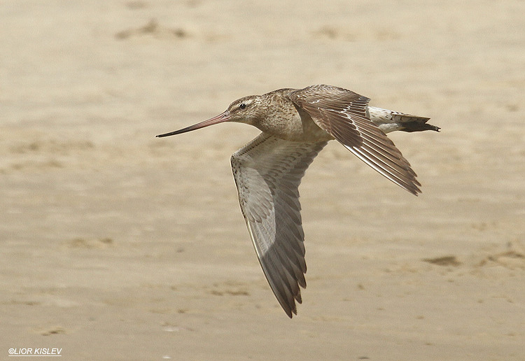   Bar-tailed Godwit   Limosa lapponica  ,Maagan Michael,September 2012, Lior Kislev